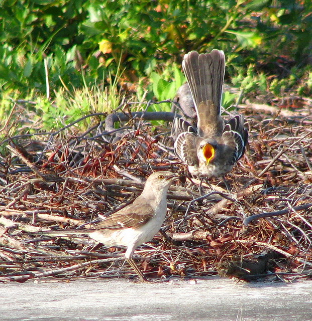 Northern Mockingbirds